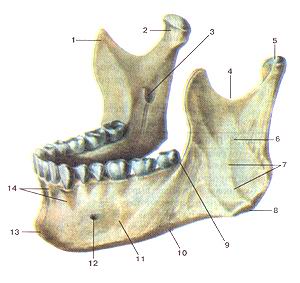  
  Рис. 39. Нижняя челюсть (mandibula). Вид сверху и слева. 1-венечный отросток; 
  2-мыщелковый отросток; 3-отверстие нижней челюсти; 4-вырезка нижней челюсти; 
  5-головка нижней челюсти; 6-ветвь нижней челюсти; 7-жевательная буфистость; 
  8-угол нижней челюсти; 9-косая линия; 10-основание нижней челюсти; 11-тело нижней 
  челюсти; 12-подбородочное отверстие; 13-подбородочный выступ; 14-альвеолярные 
  возвышения.
  Fig. 39. Mandibula. Вид сверху и слева.
  1 -processus coronoideus; 2-processus condylaris; 3-foramen mandibu-lae; 4-incisura 
  mandibulae; 5-caput mandibulae; 6-ramus mandibulae; 7-tuberositas masseterica; 
  8-angulus mandibulae; 9-linea obliqua; 10-basis mandibulae; 11-corpus mandibulae; 
  12-foramen mentale; 13-protuberantia mentalis; 14-juga alveolaria.
  Fig. 39. Mandibula. Superior and left aspects. ; l-coronoid process; 2-condylar 
  process; 3-mandibular foramen; 4-mandibular notch; 5-head of mandible; 6-ramus 
  of mandible; 7-mas-seteric tubcrosity; 8-angle of mandible; 9-oblique line; 
  10-base of mandible; 11-body of mandible; 12-mental foramen; 13-mental protuberance; 
  14-alveolar yokes.